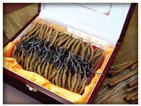 佛冈冬虫夏草回收